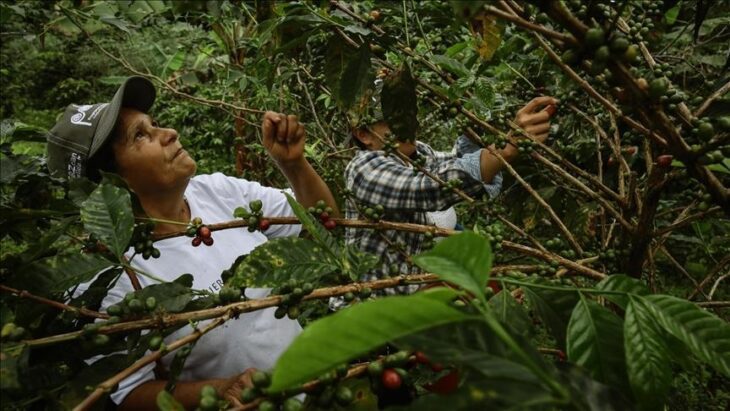 مزرعه قهوه کلمبیا